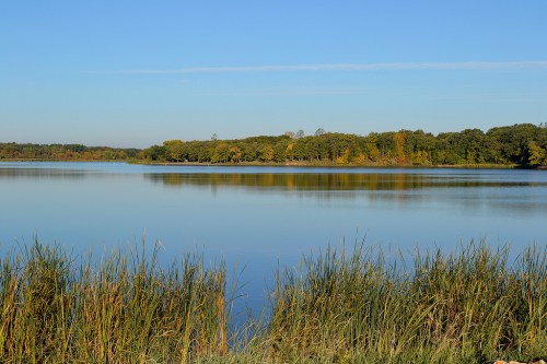 A serene lake surrounded by lush greenery and tall grasses under a clear blue sky.