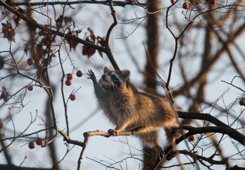 A raccoon reaches for berries on a tree branch, surrounded by bare branches and a clear sky.