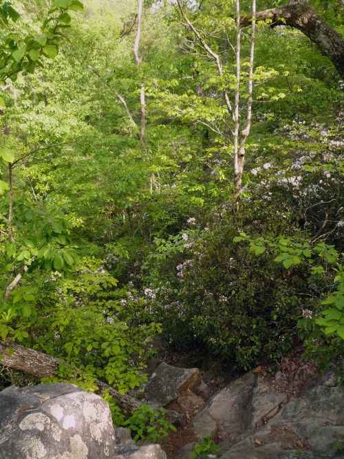 Lush green forest with trees and rocks, featuring vibrant foliage and scattered flowers in a natural setting.
