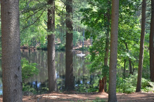 A serene forest scene with tall trees surrounding a calm lake, reflecting greenery and a small boat in the distance.