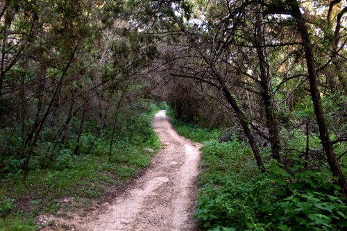A winding dirt path through a lush, green forest with overhanging branches.