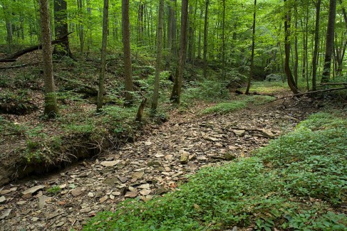 A serene forest scene with lush green trees and a dry, rocky creek bed surrounded by greenery.