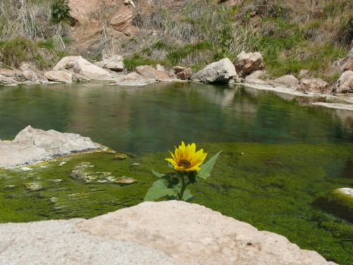 A vibrant sunflower stands near a serene, green-tinted pond surrounded by rocky terrain and lush vegetation.
