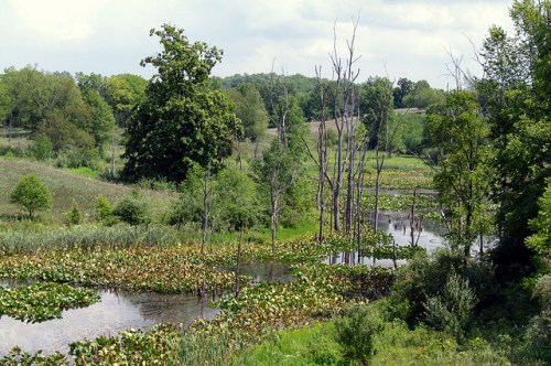 A serene landscape featuring a winding stream surrounded by lush greenery and scattered trees under a cloudy sky.