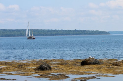 A sailboat glides across calm waters, with rocky shores and seaweed in the foreground and a forested island in the distance.