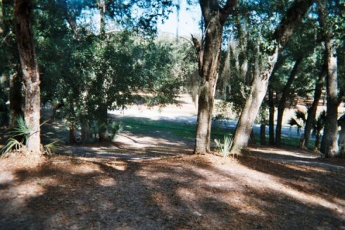 A serene outdoor scene with trees and fallen leaves, leading to a grassy area and a distant road.