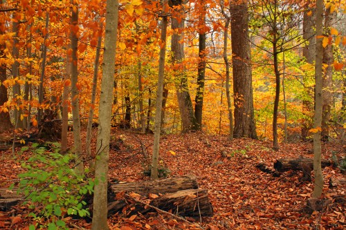 A vibrant autumn forest with orange and yellow leaves, fallen foliage, and tall trees creating a serene atmosphere.