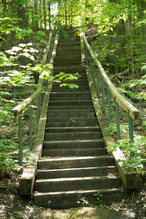 A wooden staircase leads up through a lush green forest, surrounded by trees and sunlight filtering through the leaves.