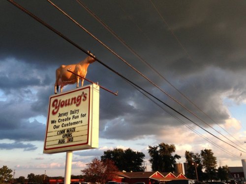 Sign for Young's Jersey Dairy with a cow statue on top, under a dramatic sky with clouds. Opens August 3rd.