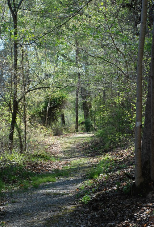 A serene forest path surrounded by lush greenery and trees, inviting exploration and tranquility.