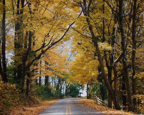 A winding road surrounded by trees with vibrant yellow autumn leaves.