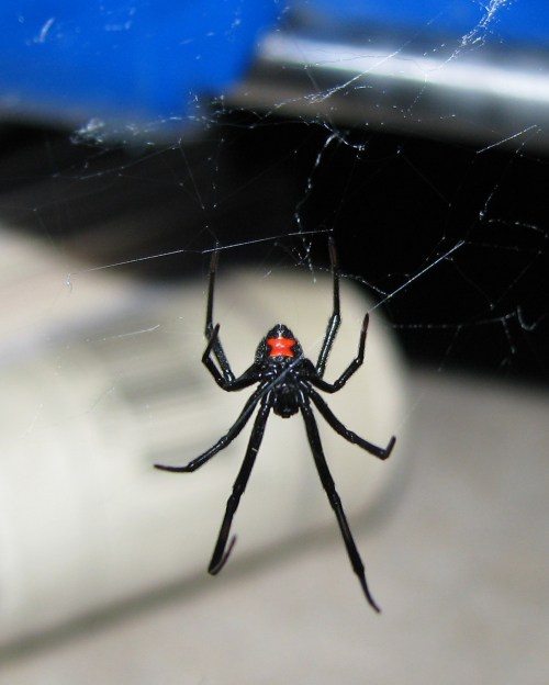 A black spider with a red hourglass marking hanging in its web.