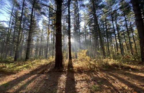 Sunlight filters through tall trees in a serene forest, casting long shadows on the ground amidst lush greenery.