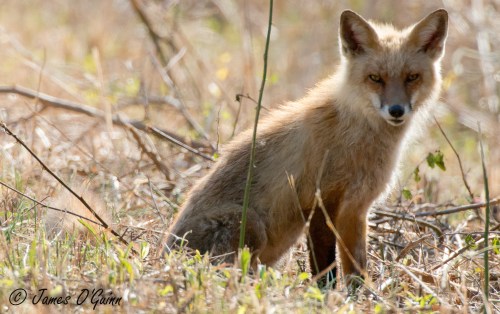 A fox sits in a grassy area, looking towards the camera with a focused expression.