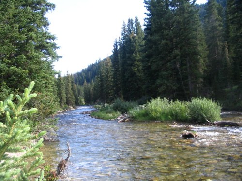 A serene river flows through a lush forest, surrounded by tall trees and greenery under a clear blue sky.