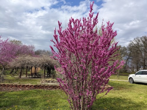 A vibrant pink flowering tree stands in a park, surrounded by greenery and a cloudy sky in the background.