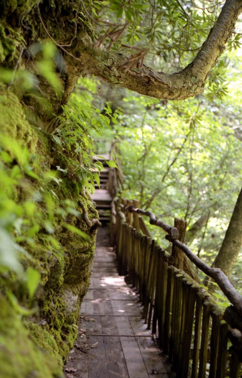 A wooden path winds through lush greenery and moss-covered rocks in a serene forest setting.