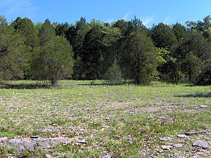 A grassy clearing surrounded by trees under a clear blue sky, with rocky ground and scattered wildflowers.