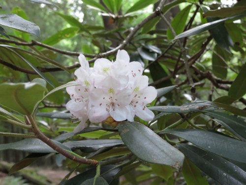 A cluster of delicate white flowers surrounded by green leaves in a natural setting.