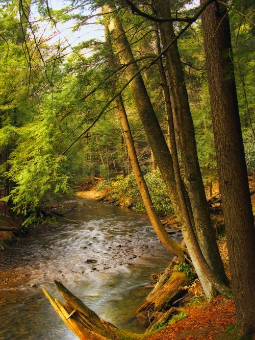 A serene forest scene with a winding river, tall trees, and lush greenery reflecting the tranquility of nature.