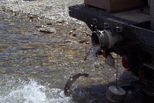 Fish are being released from a pipe at the back of a truck into a river, creating splashes in the water.