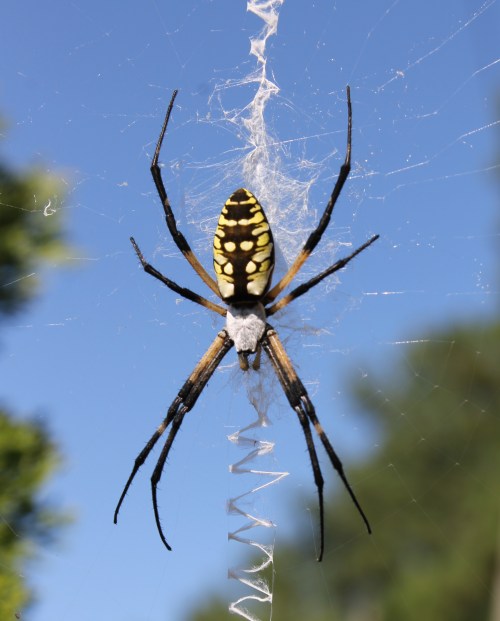 A close-up of a yellow and black spider on its web against a clear blue sky.