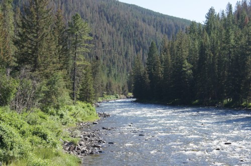 A serene river flows through a lush green forest, surrounded by tall trees and mountains in the background.