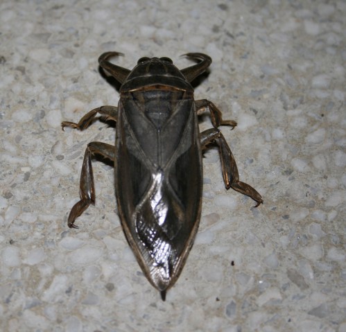 A large, dark-colored insect with a smooth body and prominent legs, resting on a textured surface.