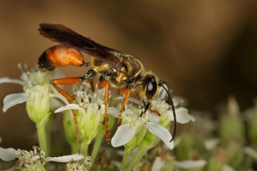 A close-up of a bee collecting nectar from small white flowers, showcasing its detailed body and wings.