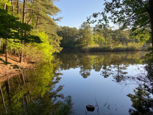 A serene lake surrounded by trees, reflecting the clear blue sky and greenery on the water's surface.