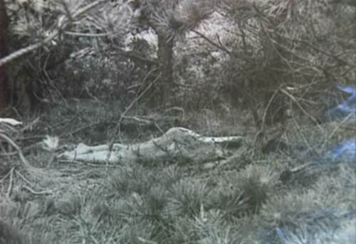 A blurred, monochrome image of a forest floor with fallen branches and dense underbrush.