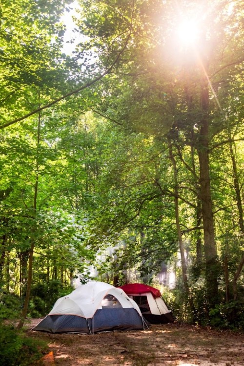 Two tents nestled in a lush green forest, with sunlight filtering through the trees.