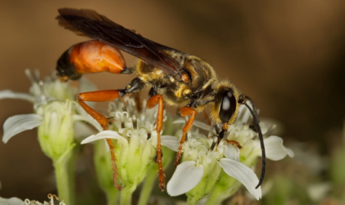 A close-up of a bee with orange legs, collecting nectar from small white flowers.