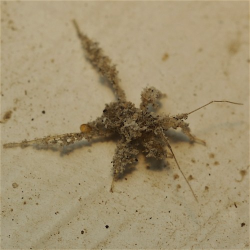 A small, camouflaged insect resembling a twig or debris, blending into a light-colored surface.