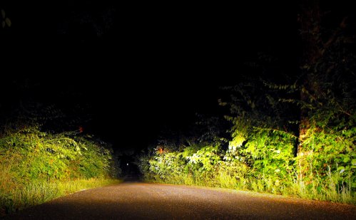 A dimly lit road surrounded by dense foliage at night, with faint light illuminating the path ahead.