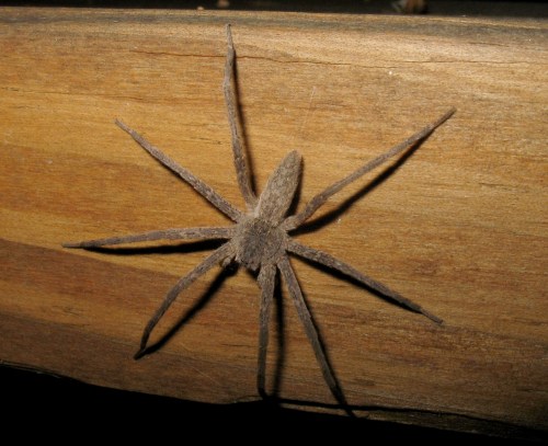 A brown spider with long legs resting on a wooden surface.