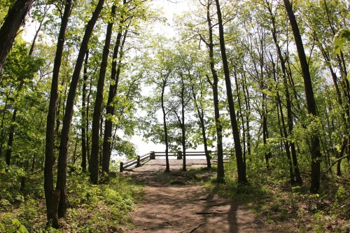 A serene forest path leads to a viewpoint surrounded by lush green trees and a wooden railing.