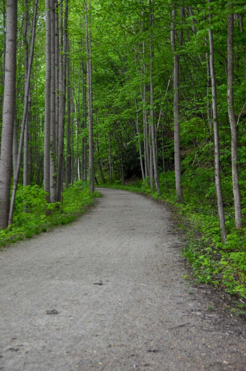 A winding gravel path surrounded by tall green trees in a lush forest.