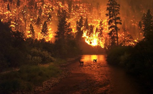 Two deer stand by a river as a forest fire blazes in the background, illuminating the darkened landscape.