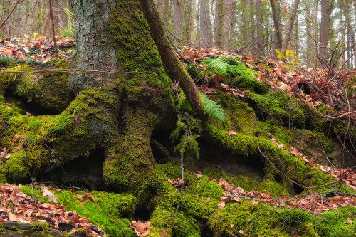 A close-up of a moss-covered tree root in a forest, surrounded by fallen leaves and greenery.