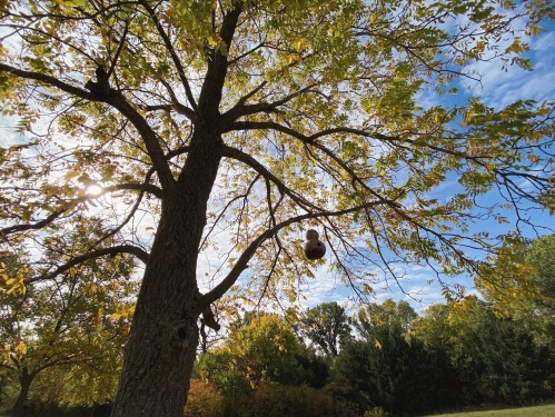 A tree with bright green leaves and a gourd hanging from a branch against a blue sky with scattered clouds.