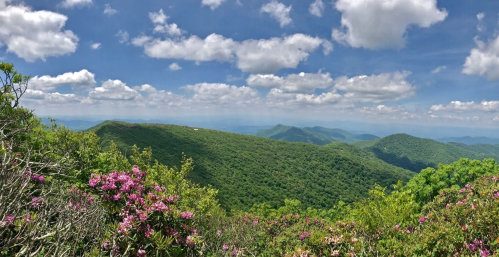 A panoramic view of lush green mountains under a blue sky with fluffy white clouds, accented by blooming pink flowers in the foreground.