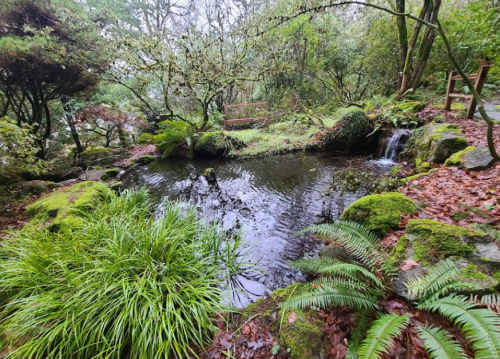A serene pond surrounded by lush greenery, ferns, and small rocks, with a gentle waterfall in a tranquil setting.