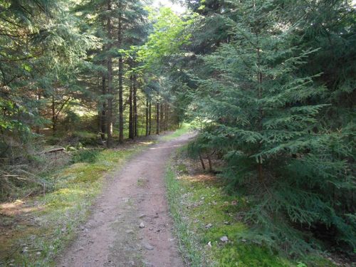 A winding dirt path through a lush green forest, surrounded by tall trees and soft moss.