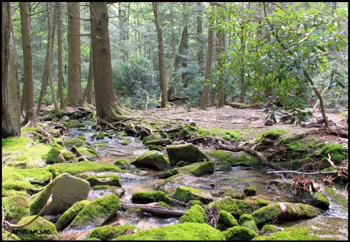 A serene forest scene with a small stream flowing over moss-covered rocks, surrounded by trees and greenery.