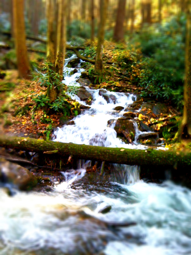 A serene forest scene featuring a flowing stream surrounded by trees and lush greenery.