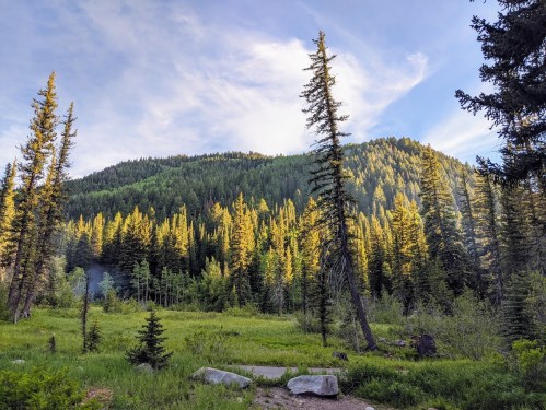 A scenic view of a forested mountain with tall trees and a clear blue sky, bathed in warm sunlight.