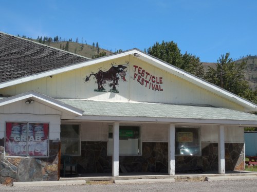 A building with a sign reading "Testicle Festival" and a painted cow, set against a mountainous backdrop.