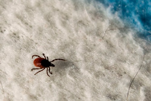 Close-up of a small brown tick on a textured surface, highlighting its legs and body.