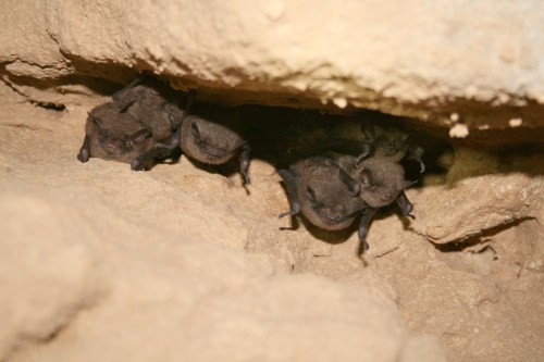 A group of bats roosting in a rocky cave, partially hidden in the crevice of the stone.